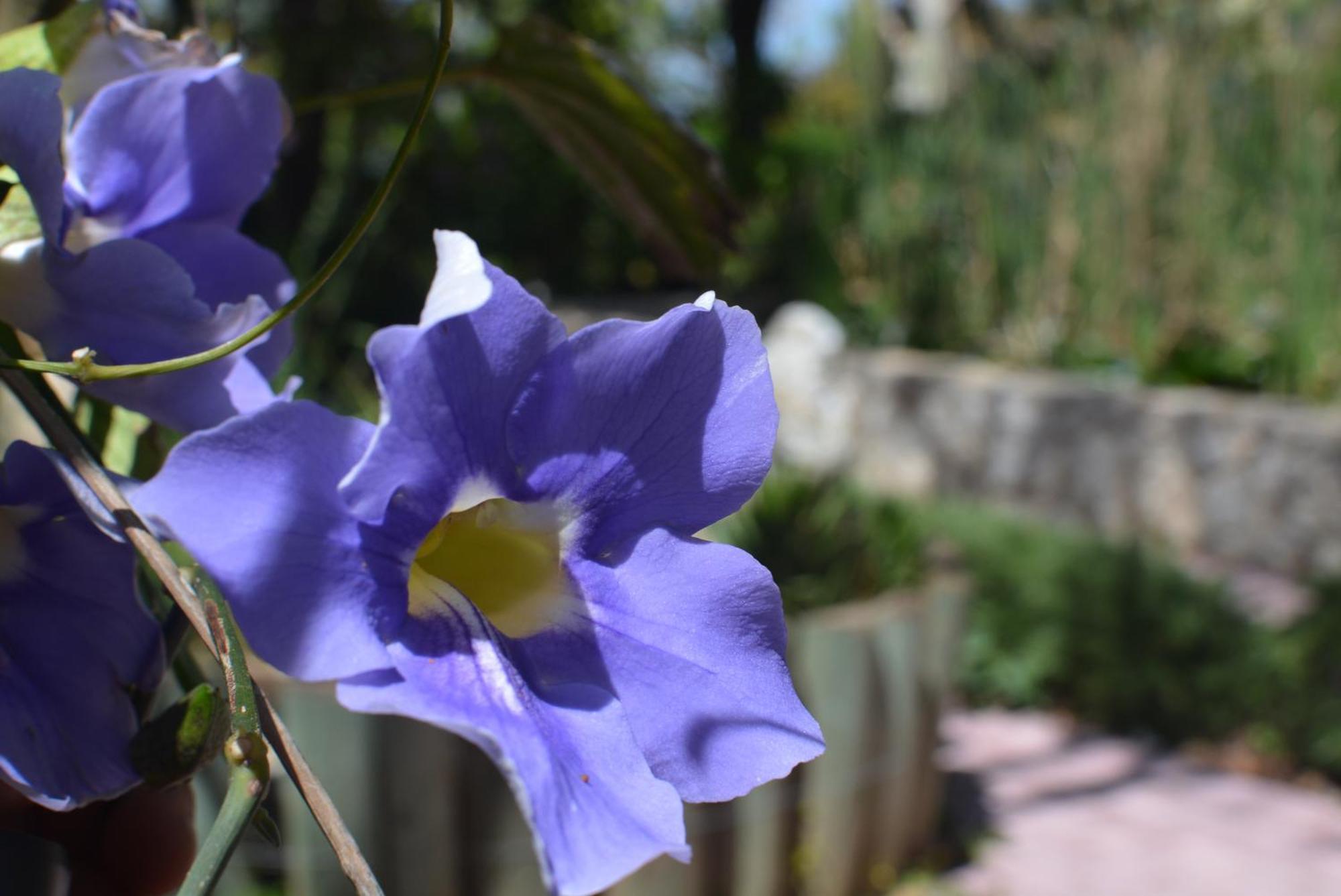 Babil Bahceleri - Gardens Of Babel Bed & Breakfast Lapithos  Exterior photo