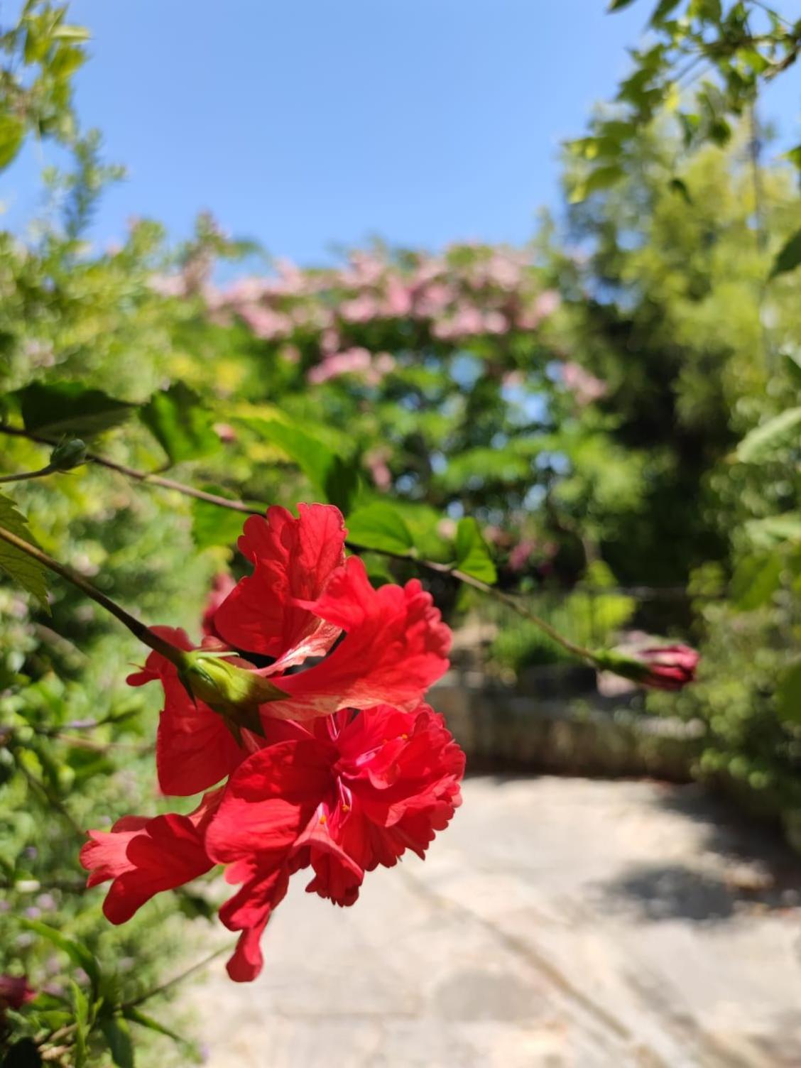 Babil Bahceleri - Gardens Of Babel Bed & Breakfast Lapithos  Exterior photo